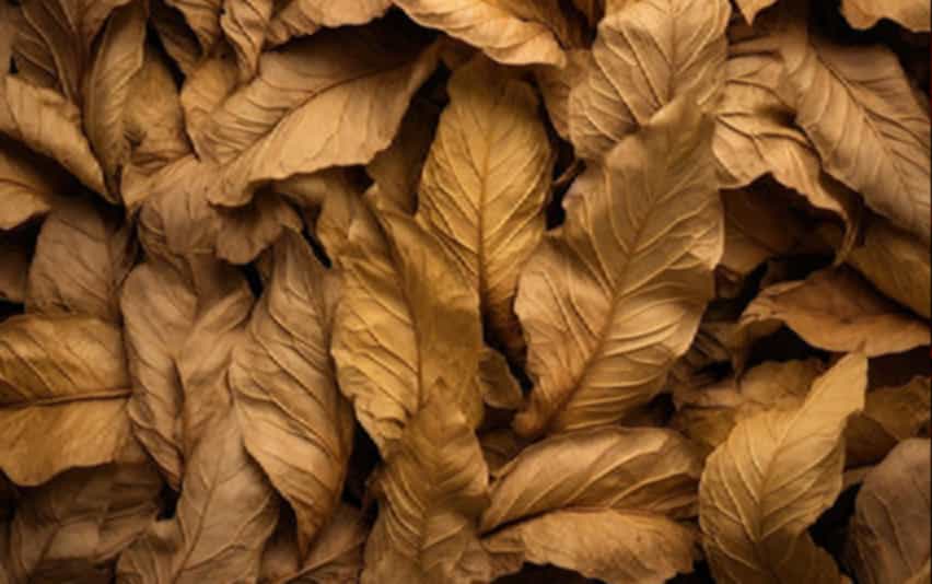 Macro shot: Verdant Virginia tobacco leaves under sunlight
