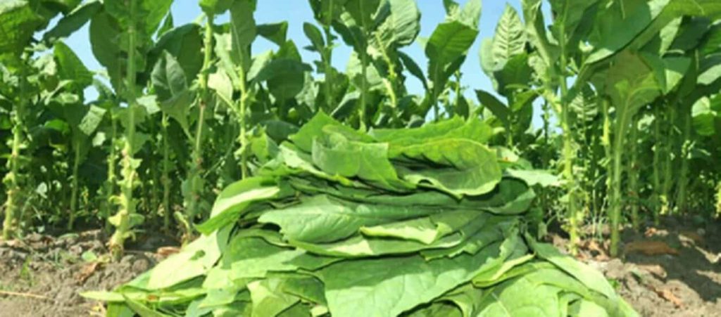 A glimpse at the Premium Burley tobacco leaf