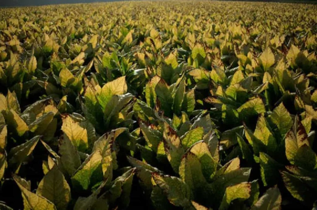A vigilant Kentucky tobacco farmer amidst his field of green gold